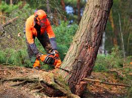 Best Fruit Tree Pruning  in Daytona Beach Shores, FL